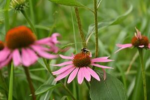 a bee on a pink flower in a field photo