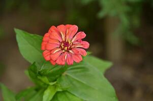 a red flower with green leaves in the background photo