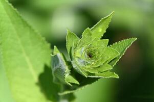 a close up of a green plant with a flower photo