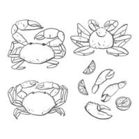 Hand drawn various crab set. Sketch style crawfish collection for seafood restaurants menus and package design vector