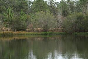 Landscape Around A Small Rural Pond In Cantonment Florida photo