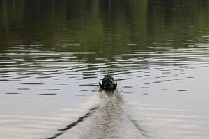 Toy Remote Controlled Boat Speeding Down The River photo