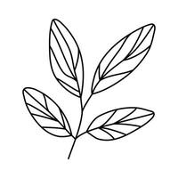 Hand drawn sketch leaf isolated on white background vector