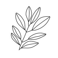 Hand drawn sketch leaf isolated on white background vector