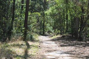 Landscape Around The Jones Swamp Wetland Reserve photo