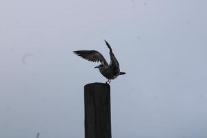 Seagulls at the beach On The Gulf Coast Of Florida photo