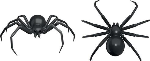 isolated spider top and front view. 3d spider vector
