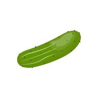 Single image of a cucumber. Hand drawn shorts stock illustration. Isolated image on a white background. vector