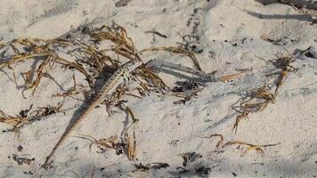 Caribbean lizard reptile on the beach sand in Mexico. video