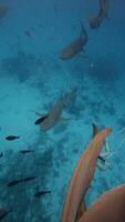Sharks underwater with free diver woman in blue ocean. Sharks in tropical sea in Maldives. Vertical footage video