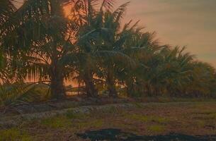 The sunset casts a golden hue over the scenic landscape, nestled within lush paddy fields, creating a picturesque setting that attracts tourists. photo