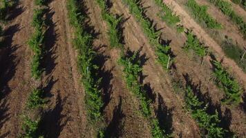 Drone footage of stunning Alentejo vineyards, showcasing lush rows of grapevines and scenic rural landscapes in Portugal. Perfect for adding elegance and tranquility to your project. video