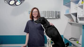 Portrait of a happy brunette veterinarian girl in a blue uniform with a black dog during an examination at a veterinary clinic video