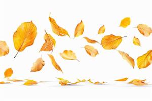 Scattered Autumn Leaves on White Background. photo