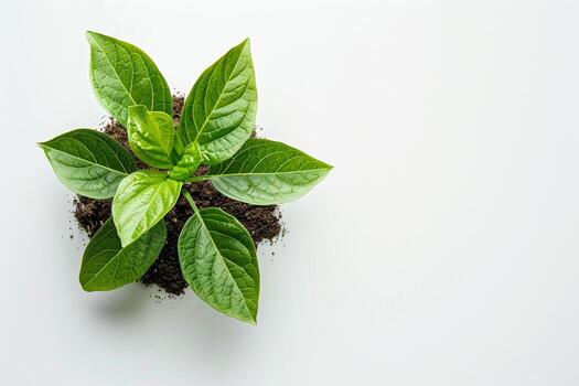 Young Green Plant in Fresh Soil. photo