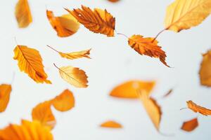 Scattered Autumn Leaves on White Background. photo