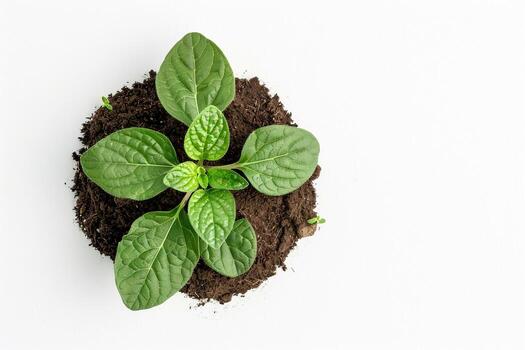 Young Green Plant in Fresh Soil. photo