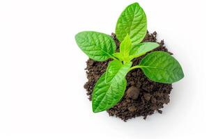 Young Green Plant in Fresh Soil. photo