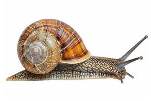 Close-Up of a Garden Snail with Shell. photo