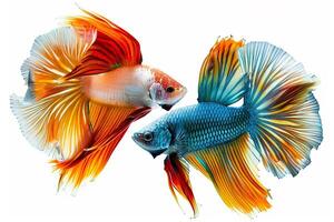 Vibrant Betta Fish Facing Off. photo