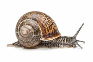 Close-Up of a Garden Snail with Shell. photo