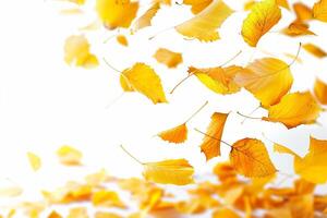 Scattered Autumn Leaves on White Background. photo