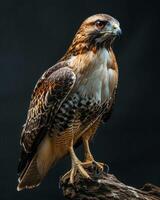 Red tailed Hawk standing on the rooted in studio isolated on black background photo