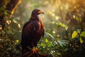 Serpent Eagle Bird standing on the twigs in the forest photo
