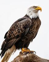 Bald Eagle Bird standing on the rooted in studio, isolated on white background photo