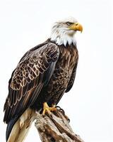 Bald Eagle Bird standing on the rooted in studio, isolated on white background photo