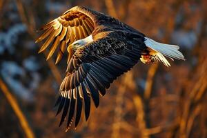 Bald Eagle Bird flying in the forest photo