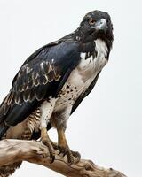Black chested Snake Eagle Bird standing on the rooted in studio, isolated on white background photo