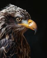White tailed Eagle bird in studio isolated on black background photo