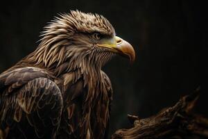 White tailed Eagle bird on the rooted in studio isolated on black background photo