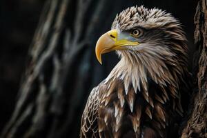 White tailed Eagle bird on the rooted in studio isolated on black background photo