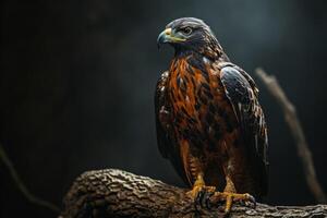 Serpent Eagle bird standing on the rooted in studio isolated on black background photo