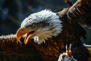 Bald Eagle Bird fighting in the forest photo