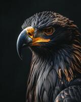 Black Eagle bird in studio isolated on black background photo