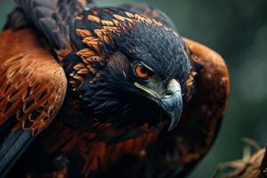 Black Chested Snake Eagle Bird in the forest photo