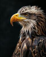 White tailed Eagle bird in studio isolated on black background photo