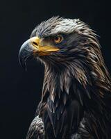 lack Eagle bird in studio isolated on black background photo