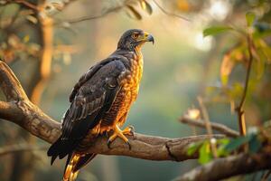 Serpent Eagle Bird standing on the twigs in the forest photo