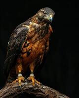 Serpent Eagle bird standing on the rooted in studio isolated on black background photo