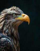 White tailed Eagle bird in studio isolated on black background photo