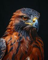Eagle bird in studio isolated on black background photo