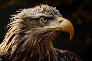 White tailed Eagle bird in studio isolated on black background photo