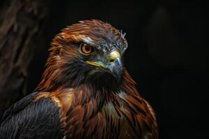 Eagle bird in studio isolated on black background photo
