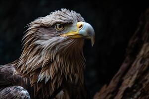White tailed Eagle bird on the rooted in studio isolated on black background photo