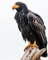 Black Eagle bird standing on the rooted in studio, isolated on white background photo