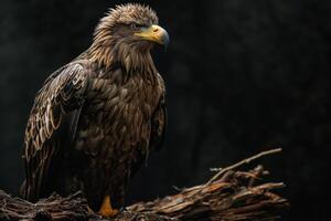 White tailed Eagle bird on the rooted in studio isolated on black background photo